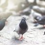 В Магадане запретили кормить голубей