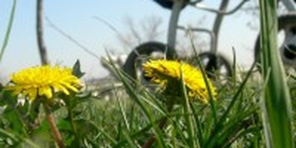 В Приморье до конца рабочей недели будет сухо и жарко