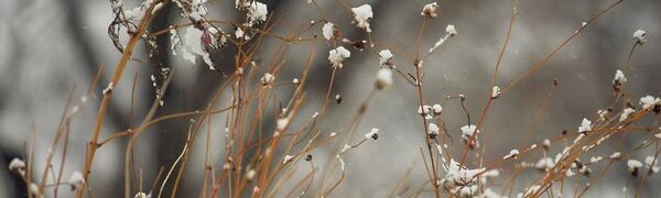 Местами небольшой снег: прогноз погоды в Приморье на 22 января