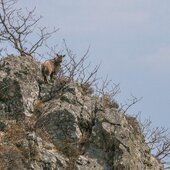 Апрель в Сихотэ-Алинском заповеднике — время первых весенних цветов