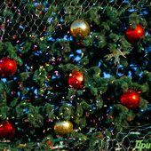 Во Владивостоке впервые прошло шествие Дедов Морозов