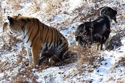 Про козла Тимура и тигра Амура предложили снять мультфильм