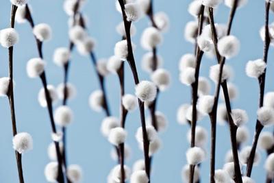 В Москве зацвела верба и растаяла главная ледяная горка