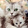 Музейная «Республика кошек» появится в Петербурге