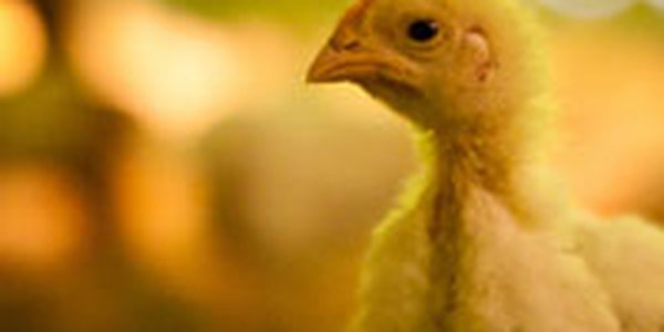 Британские ученые выяснили, что цыплята умнее детей