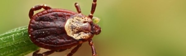 В Приморье активизировались клещи