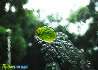 Приморье празднует в тумане