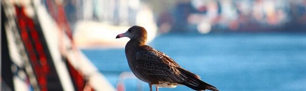 Во Владивостоке сегодня воздух прогреется до +20 °С