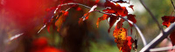 Бархатный сезон в Приморье продолжается