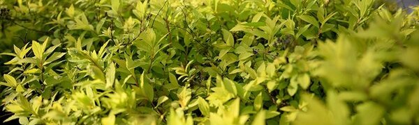 Из-за высоких температур на выходных в Приморье повысится пожароопасность леса