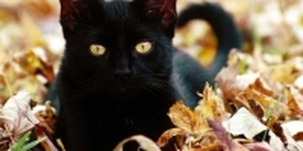 Погода на выходных будет изменчивой