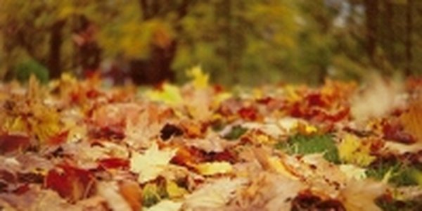 Какую погоду ждем на выходных?