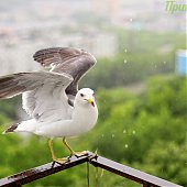 Прирученный любимец — чайка