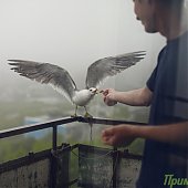 Прирученный любимец — чайка