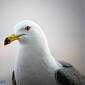 Прирученный любимец — чайка