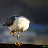 Прирученный любимец — чайка