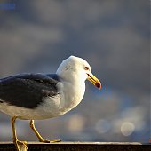 Прирученный любимец — чайка