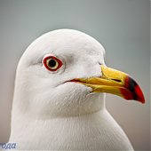 Прирученный любимец — чайка