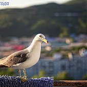 Прирученный любимец — чайка
