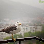 Прирученный любимец — чайка