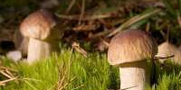 Одноразовую посуду сделают из грибов