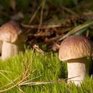 Одноразовую посуду сделают из грибов