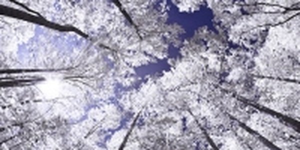 Первая декада декабря в Приморье выдалась холодной и бесснежной