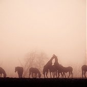 Затеряться в тумане