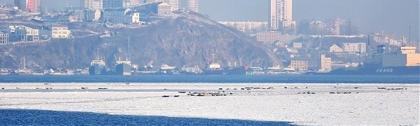 Чем дышал Владивосток с 11 по 20 января?