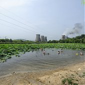 В Приморье наступила удивительная пора цветения лотосов