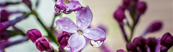 Весна попрощается с Приморьем последним майским дождём