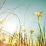 Июль 2017 года стал самым тёплым последние 137 лет