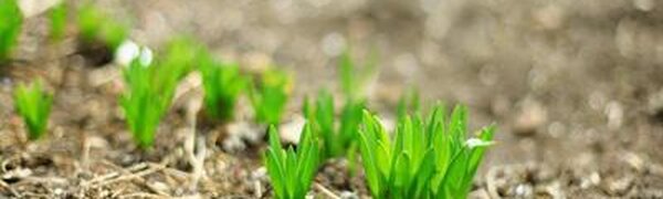 Весенняя погода возвращается в Приморье 