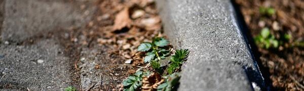 Воздух в Приморье прогреется до +12 °С к концу рабочей недели