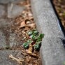 Воздух в Приморье прогреется до +12 °С к концу рабочей недели
