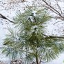 На северо-востоке Приморья сохраняется снежный покров высотой 15 – 20 см