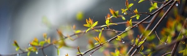 Синоптики рассказали, какой будет погода на майские праздники в Приморье