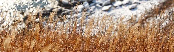 Декабрь в Приморье выдался на редкость тёплым и бесснежным