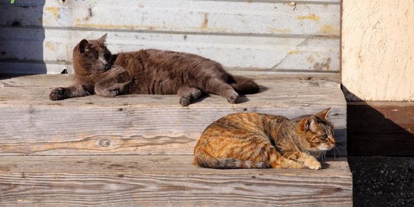 В конце рабочей недели на юге Приморья ожидаются оттепели до +2 °C