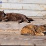 В конце рабочей недели на юге Приморья ожидаются оттепели до +2 °C