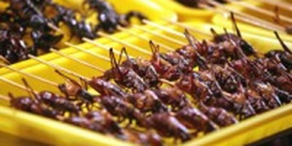 Мясо заменят саранчой и жуками 