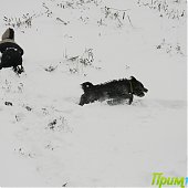 Снежный конец недели во Владивостоке(ФОТО)
