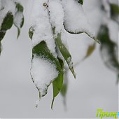 Снежный конец недели во Владивостоке(ФОТО)