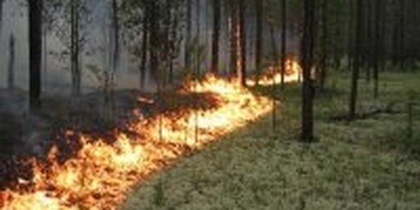 Гидрометцентр прогнозирует летом спокойную пожарную обстановку