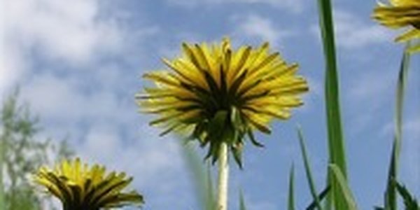 В выходные осадков в крае не ожидается