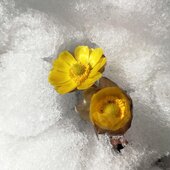 Март в Сихотэ-Алинском заповеднике — половодье солнечных лучей