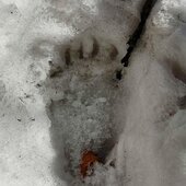 Март в Сихотэ-Алинском заповеднике — половодье солнечных лучей