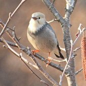Март в Сихотэ-Алинском заповеднике — половодье солнечных лучей