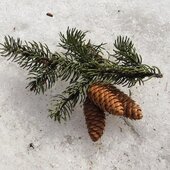 Март в Сихотэ-Алинском заповеднике — половодье солнечных лучей