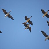 Март в Сихотэ-Алинском заповеднике — половодье солнечных лучей